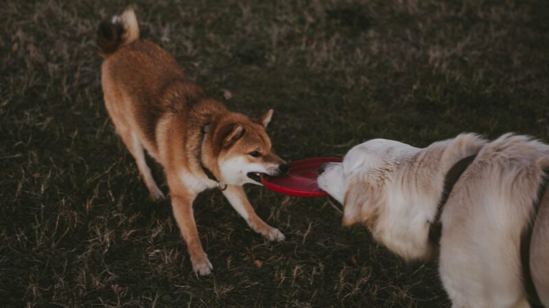 Como socializar cães com diferentes temperamentos