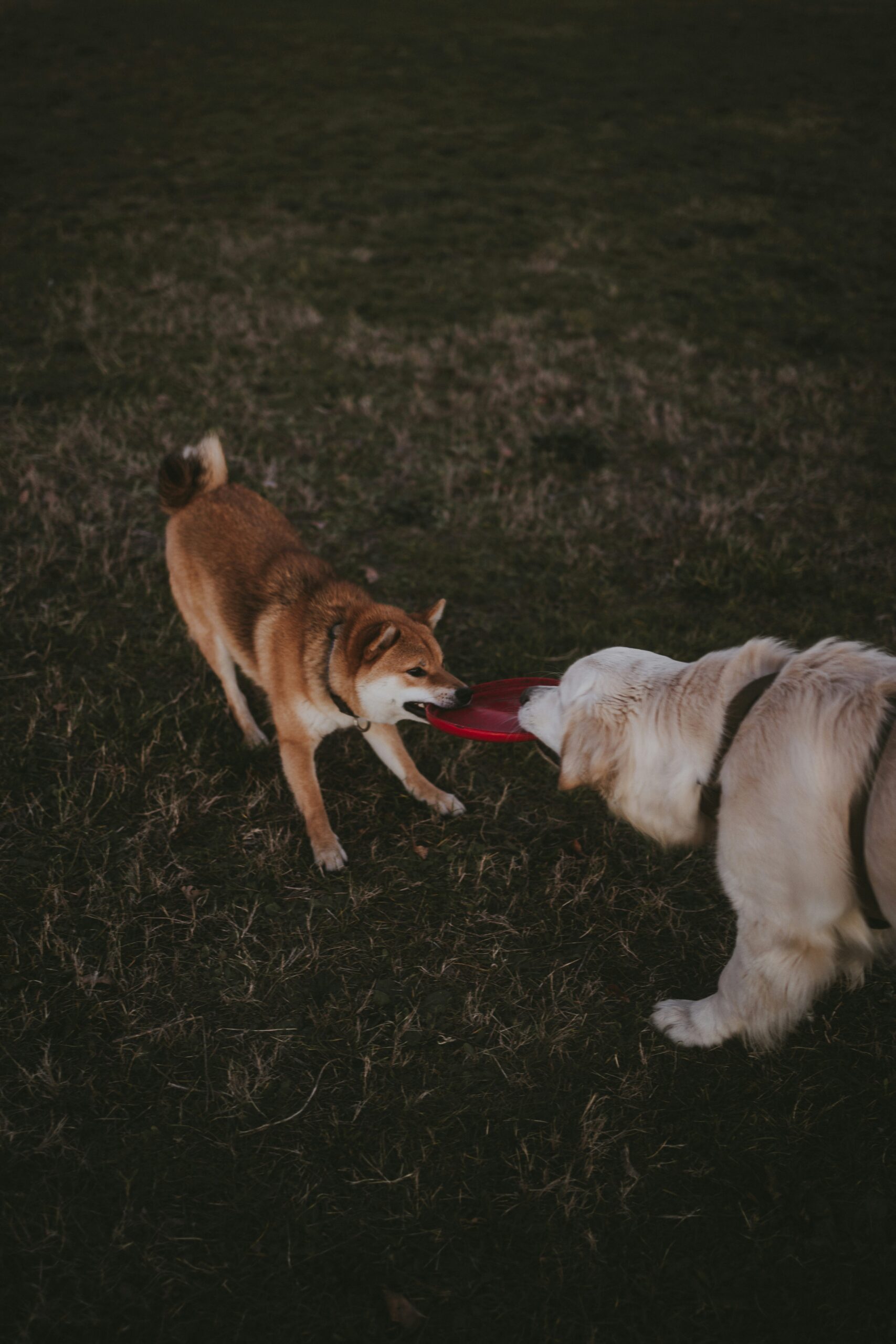 Como socializar cães com diferentes temperamentos