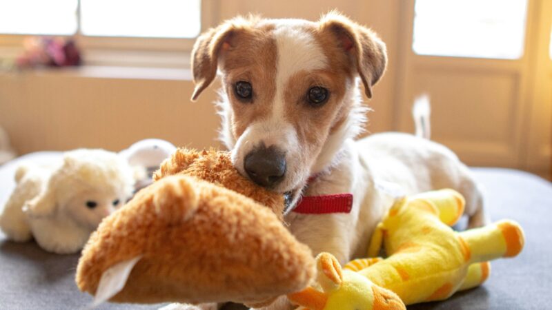 Como adaptar brinquedos tradicionais para pets de pequeno porte