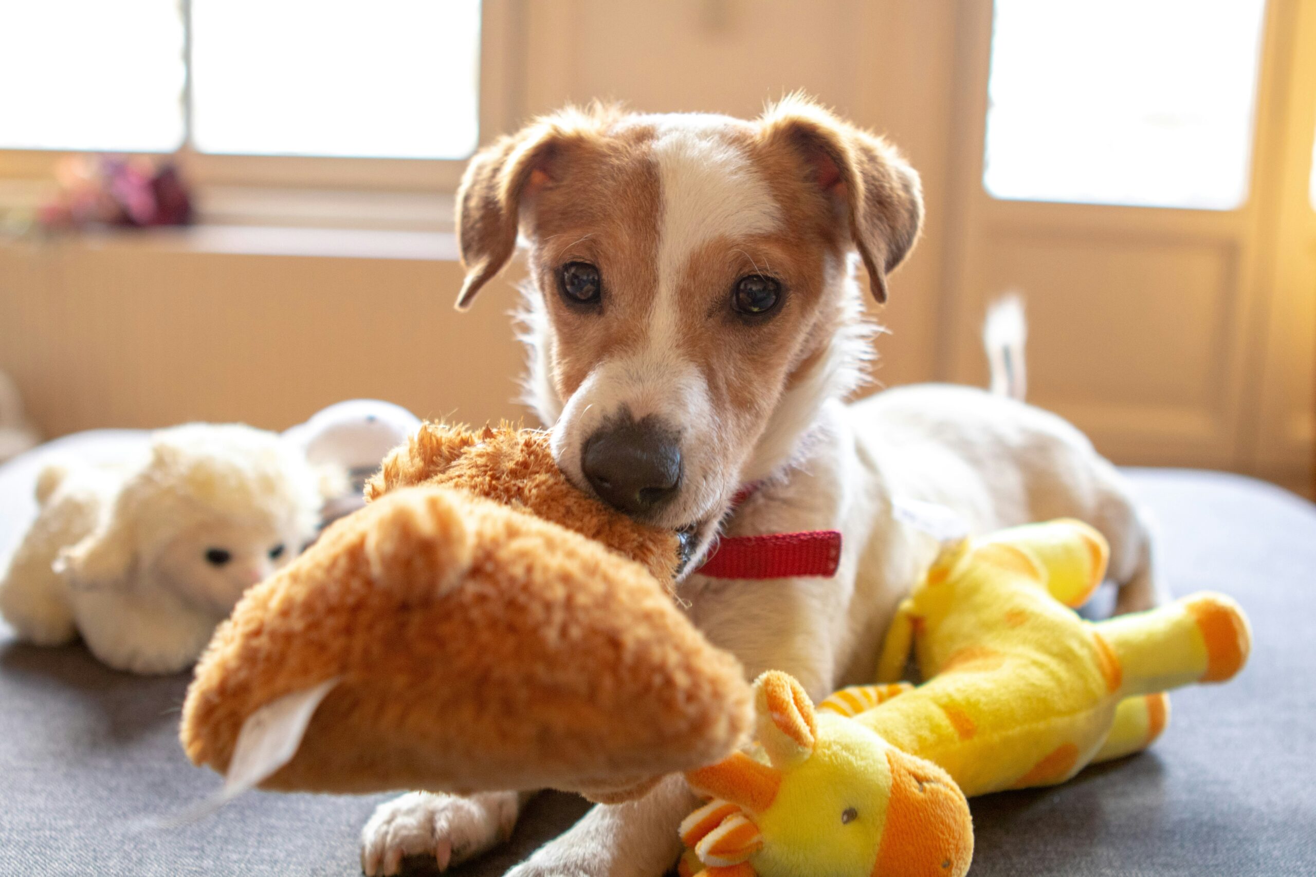Como adaptar brinquedos tradicionais para pets de pequeno porte