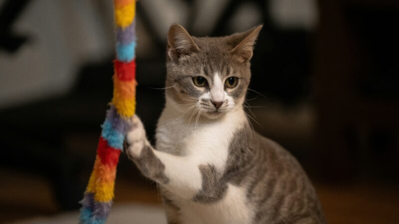 Como organizar uma rotina de exercícios para gatos