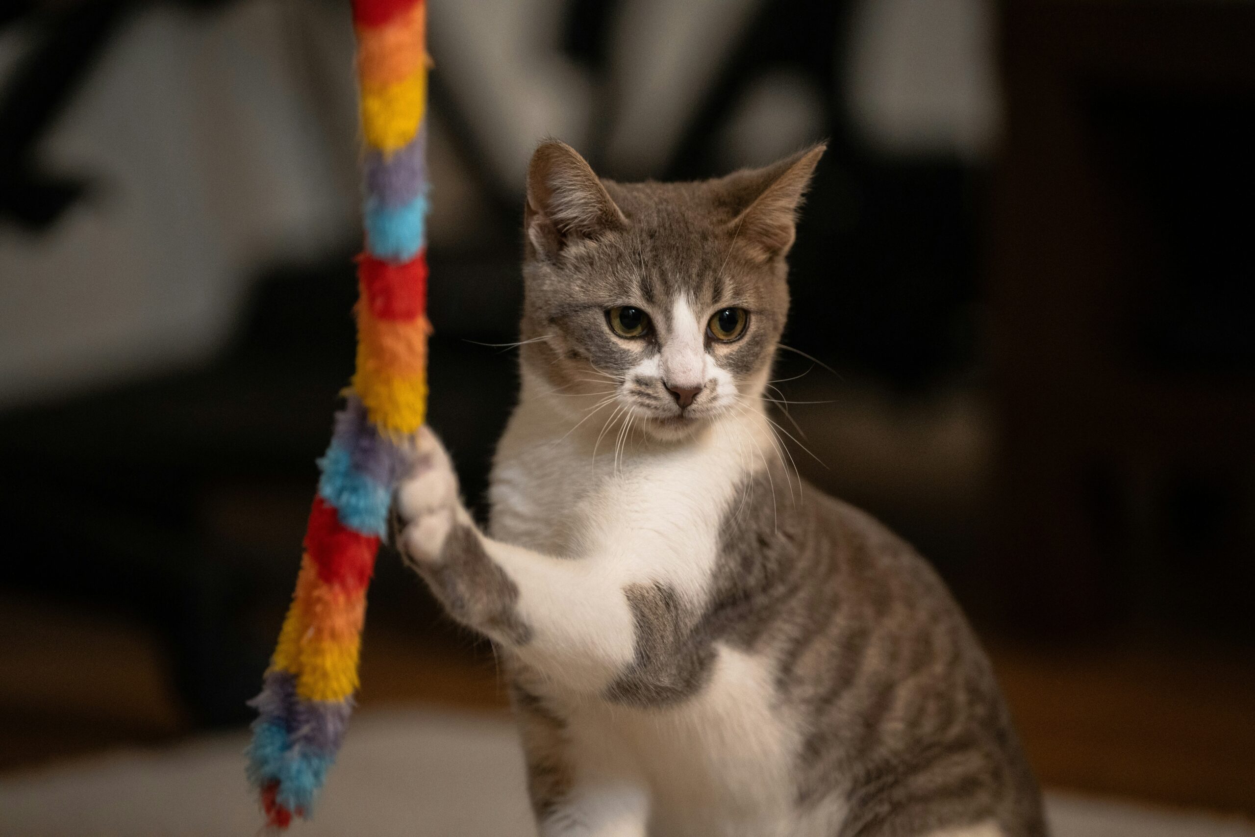 Como organizar uma rotina de exercícios para gatos