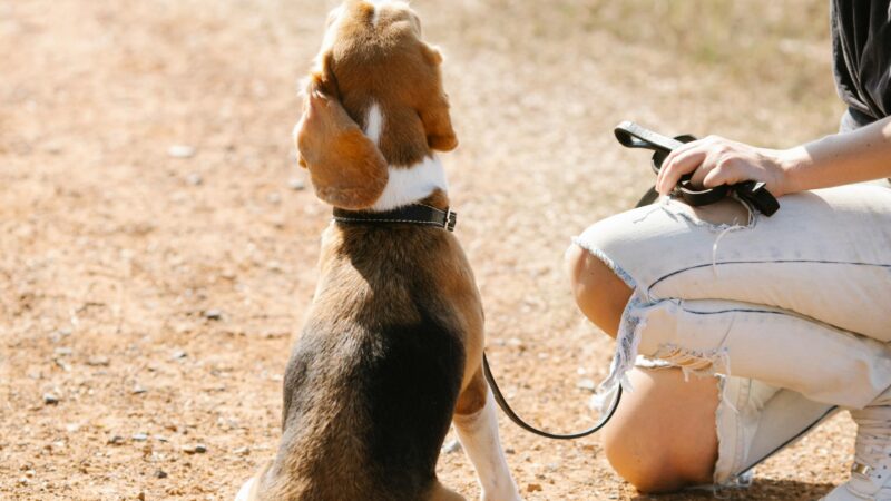 Treinamento de Comandos Avançados: Reforço Positivo