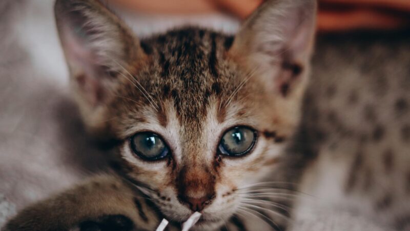 Brincadeiras Educativas para Filhotes de Gato