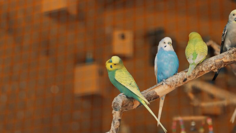 Como Organizar Passeios Seguros para Aves em Gaiolas Grandes