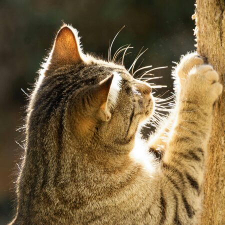 Como Lidar com Comportamentos Destrutivos de Gatos