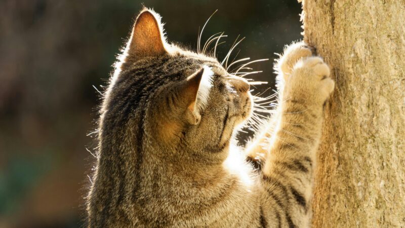 Como Lidar com Comportamentos Destrutivos de Gatos