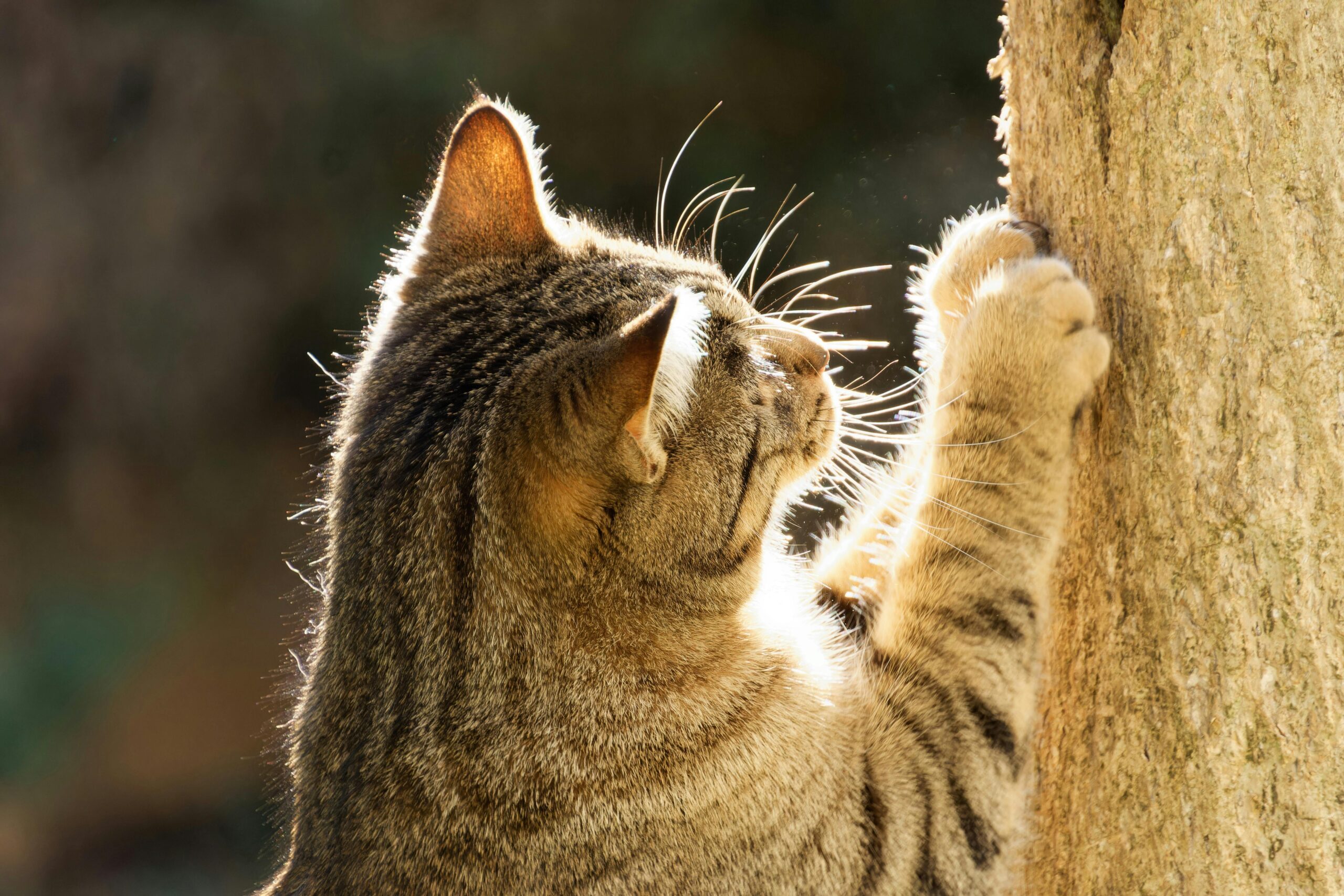 Como Lidar com Comportamentos Destrutivos de Gatos