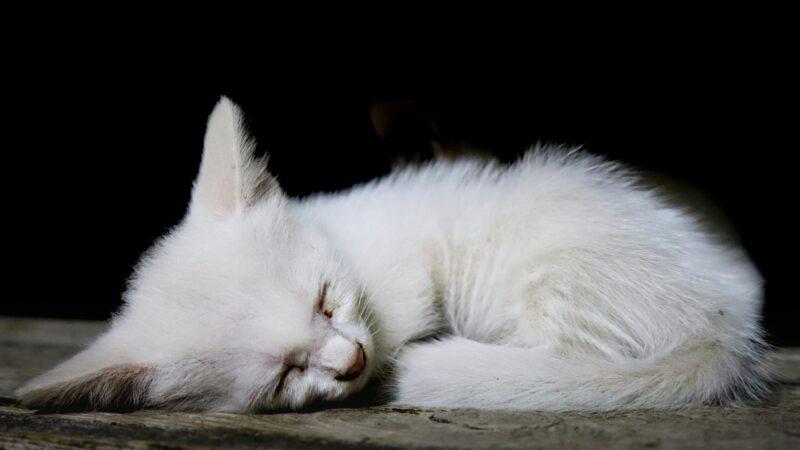 Como Lidar com Doenças Respiratórias Leves em Pets