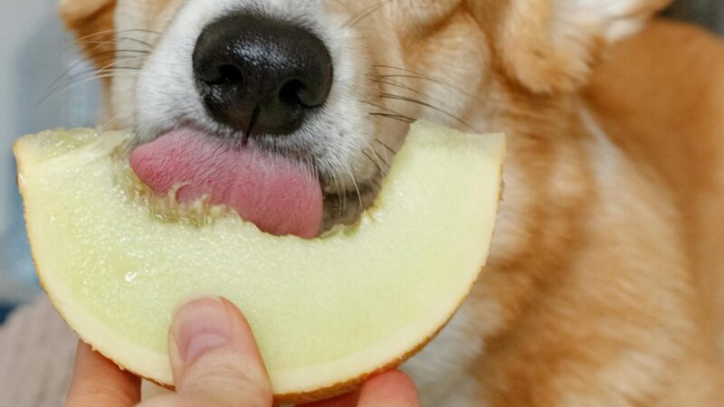Alimentação Natural: Equilíbrio e Vitaminas Essenciais