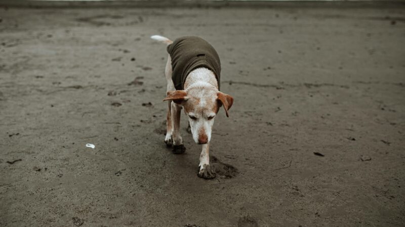 Estimulando Pets Idosos a se Manterem Ativos