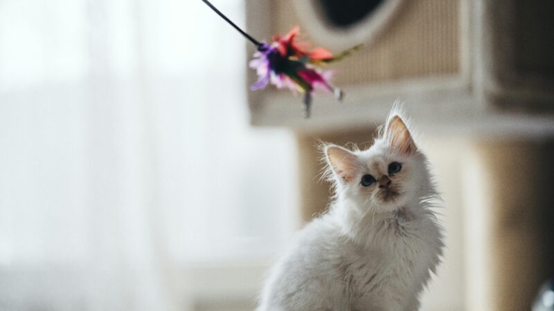 Como Adaptar Brinquedos Tradicionais para Pets de Pequeno Porte