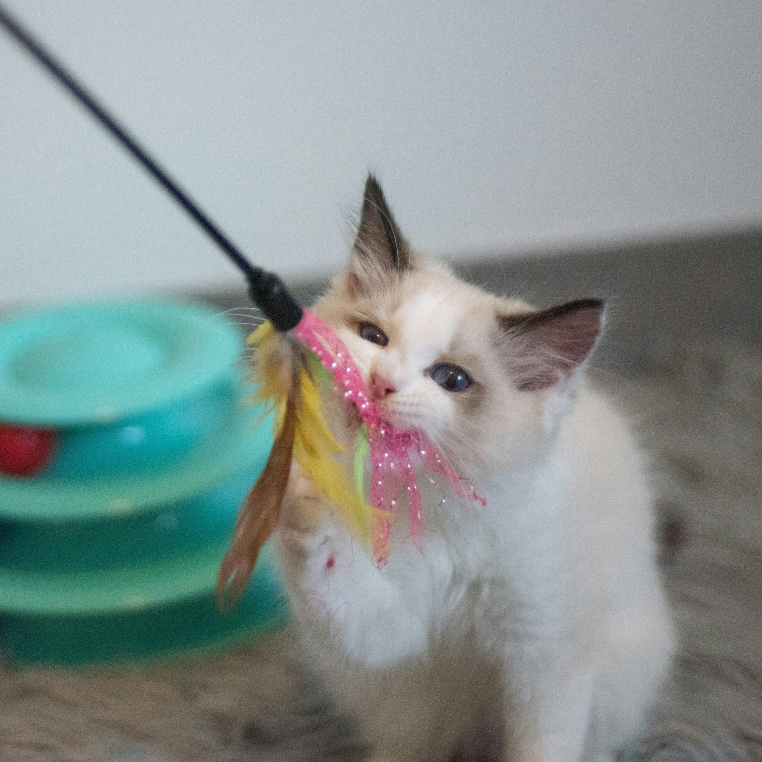 Como Organizar uma Rotina de Exercícios para Gatos