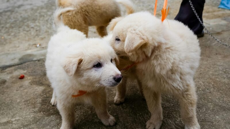 Como Socializar Cães com Diferentes Temperamentos