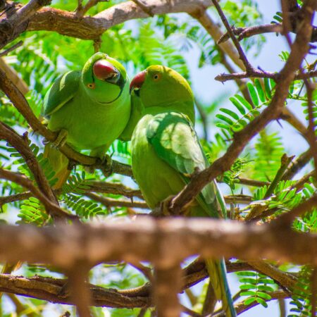 A Importância do Enriquecimento Sensorial para Aves
