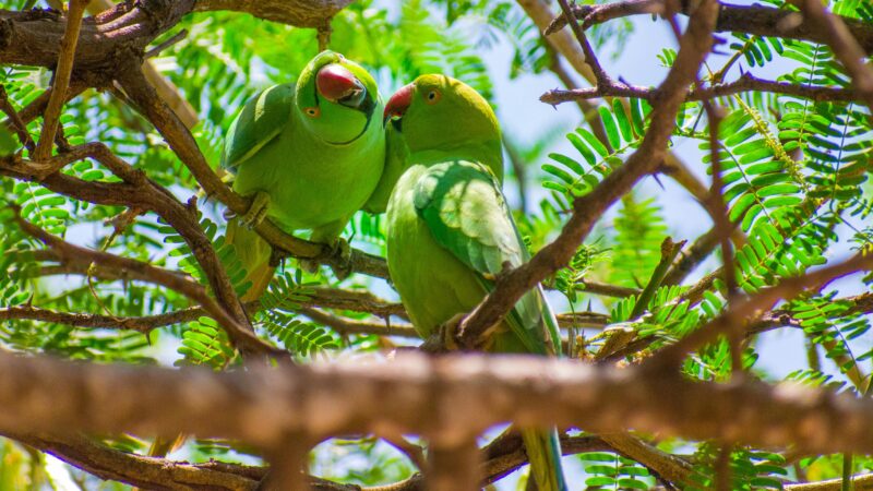 A Importância do Enriquecimento Sensorial para Aves