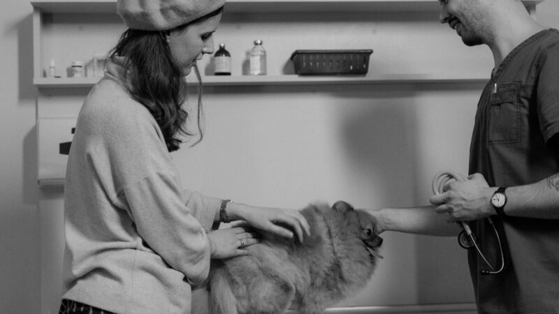 Como Organizar uma Rotina de Saúde Preventiva para Cães e Gatos