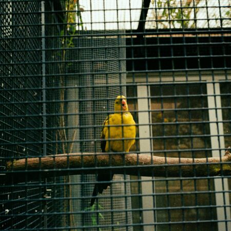 Como organizar passeios seguros para aves em gaiolas grandes