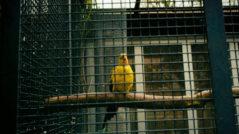 Como organizar passeios seguros para aves em gaiolas grandes