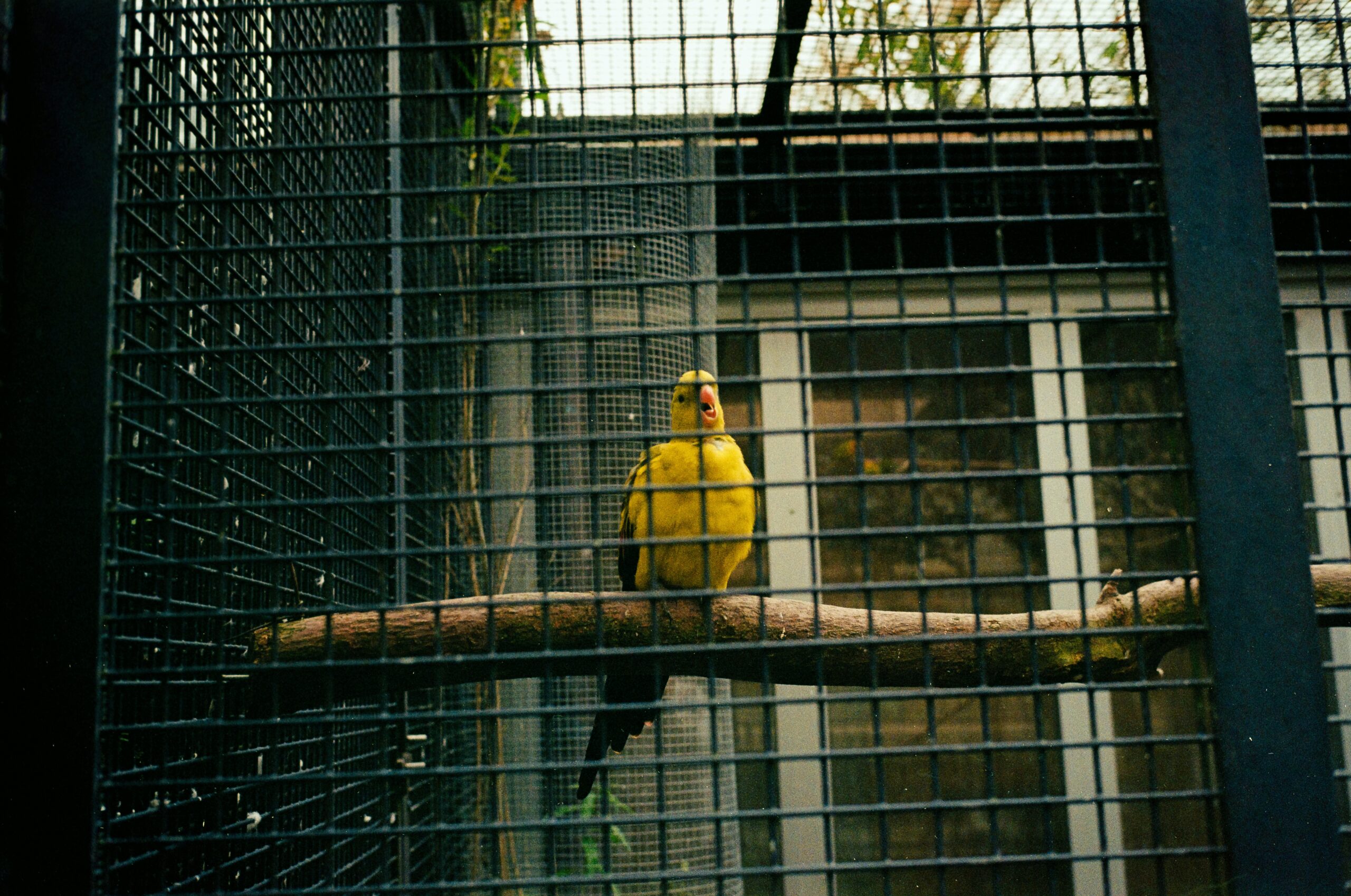 Como organizar passeios seguros para aves em gaiolas grandes