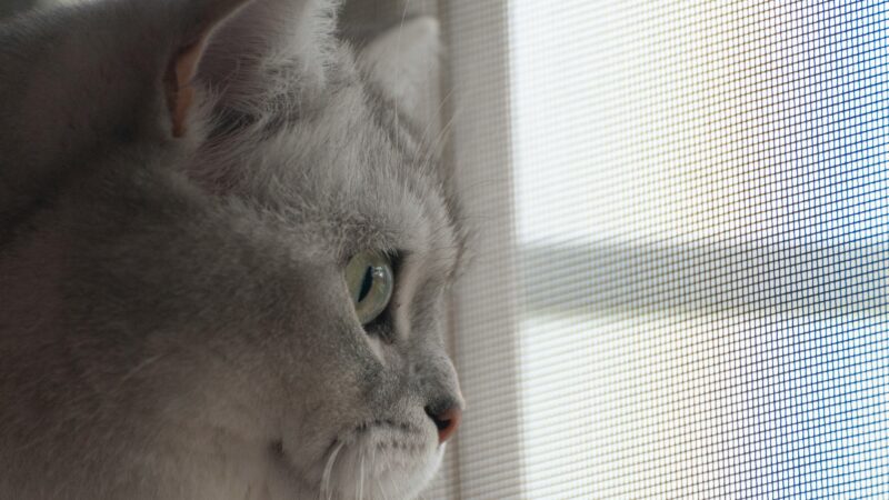 Evitando Acidentes Domésticos com Pets Curiosos