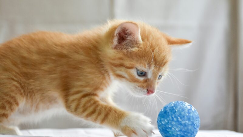 Como Organizar uma Rotina de Exercícios para Gatos