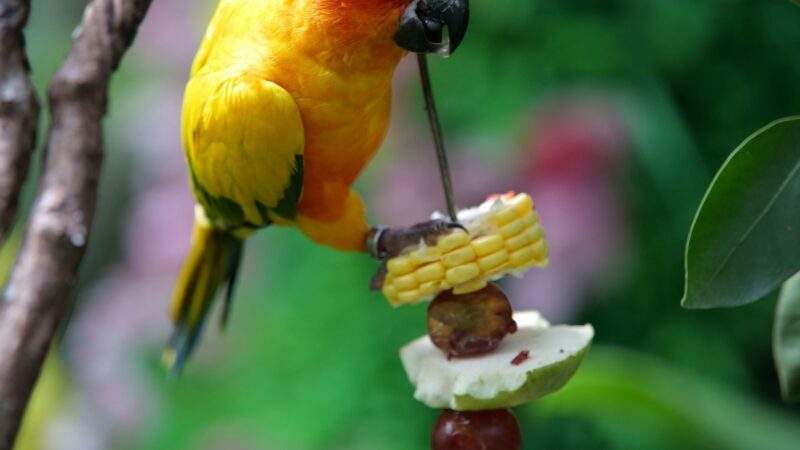 A Importância do Enriquecimento Sensorial para Aves