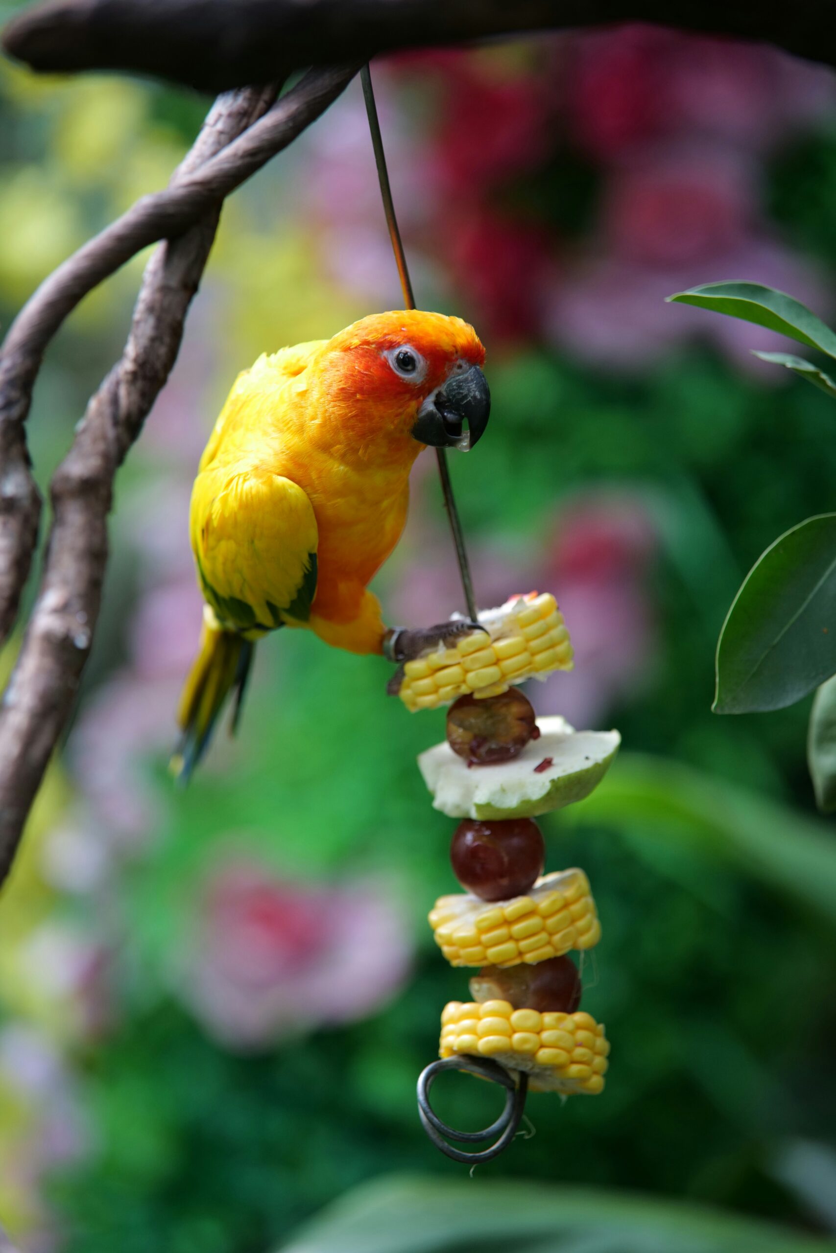 A Importância do Enriquecimento Sensorial para Aves