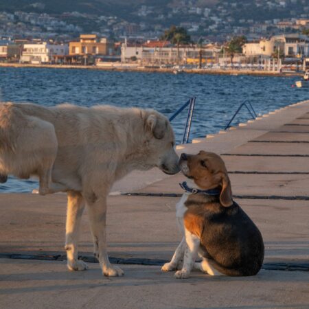 Como Socializar Cães com Diferentes Temperamentos