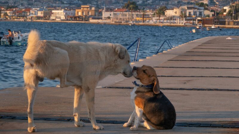 Como Socializar Cães com Diferentes Temperamentos