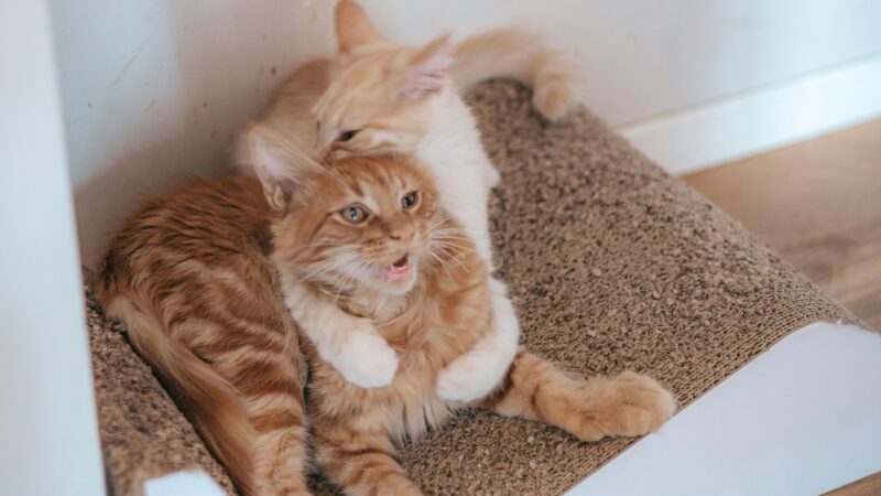 Como Lidar com Comportamentos Destrutivos de Gatos