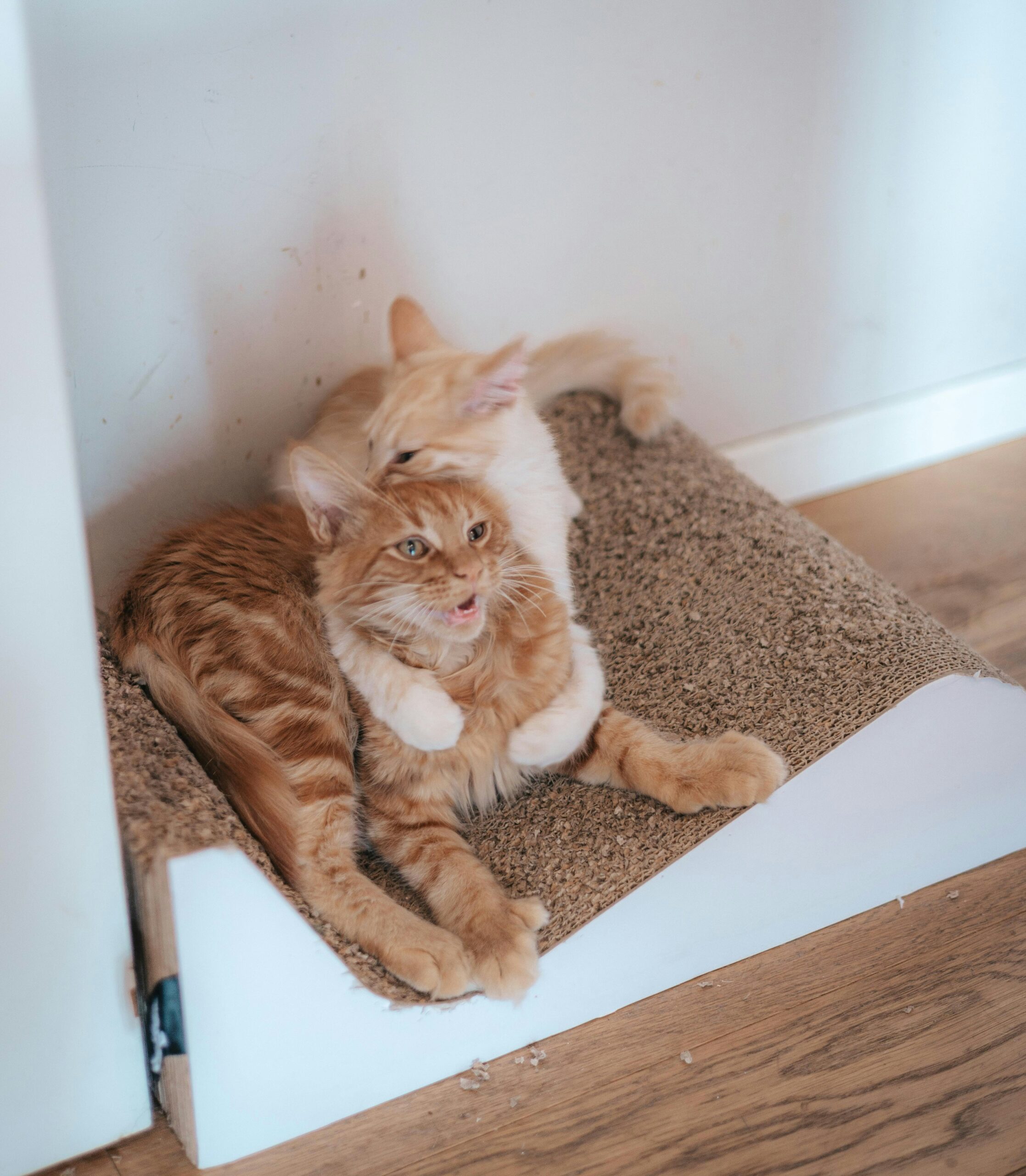 Como Lidar com Comportamentos Destrutivos de Gatos