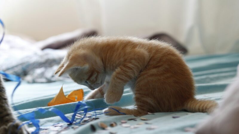 Como Adaptar Brinquedos Tradicionais para Pets de Pequeno Porte