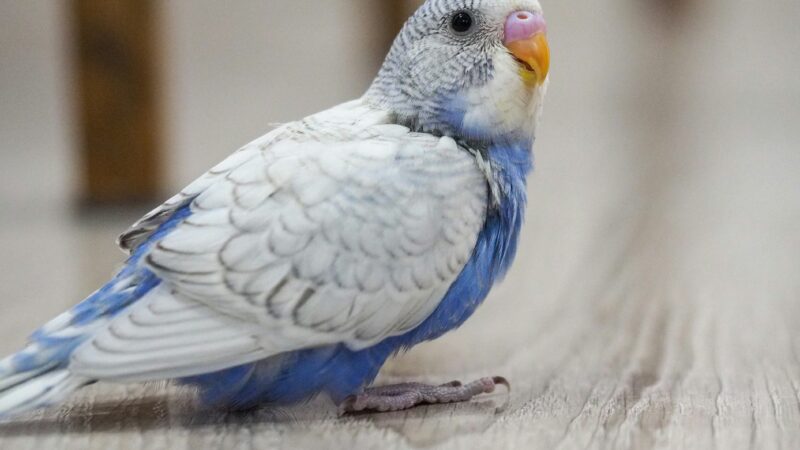 Como Organizar Passeios Seguros para Aves em Gaiolas Grandes