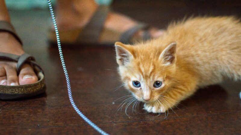 Brincadeiras Educativas para Filhotes de Gato
