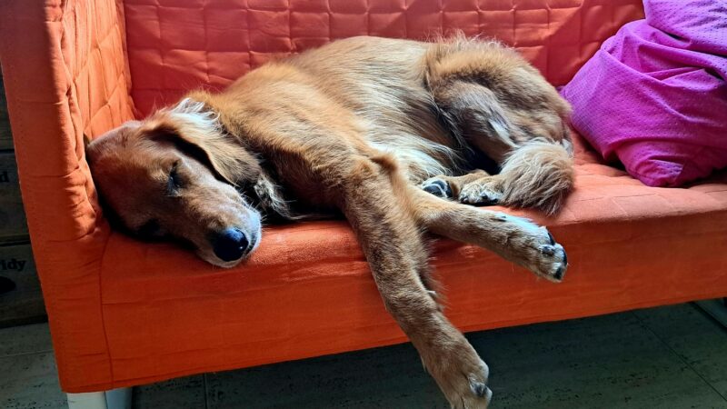 Técnicas de Relaxamento para Pets Ansiosos