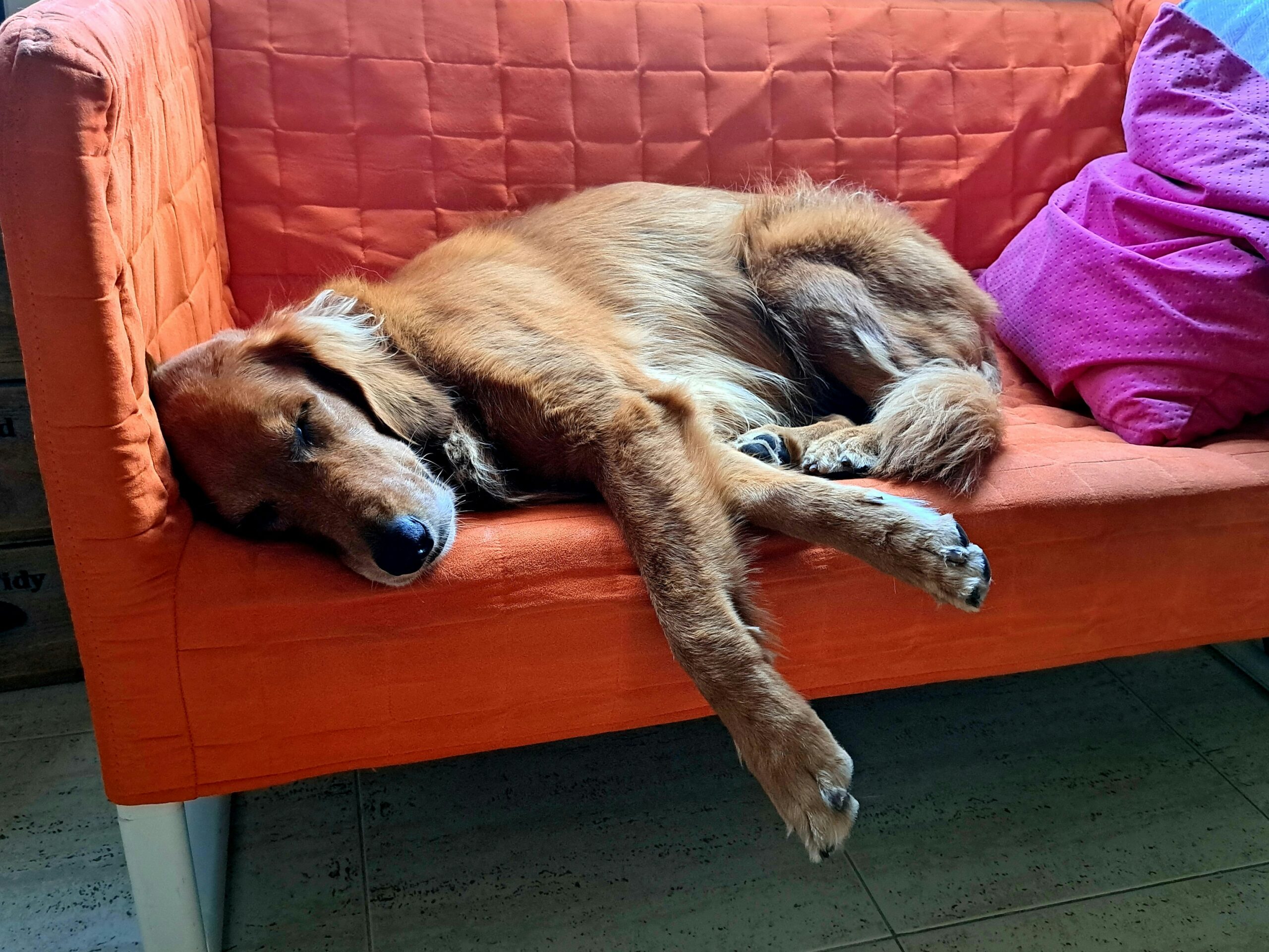 Técnicas de Relaxamento para Pets Ansiosos