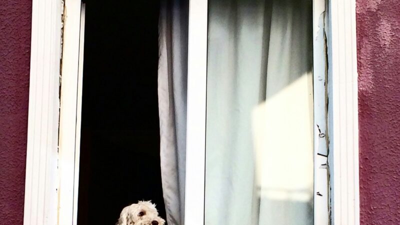 Cuidados com Pets Expostos à Poluição e Poeira