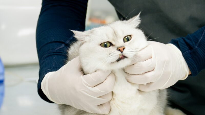 Como Organizar uma Rotina de Saúde Preventiva para Cães e Gatos