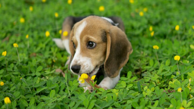 Cuidados com Pets Durante a Primavera do Cerrado