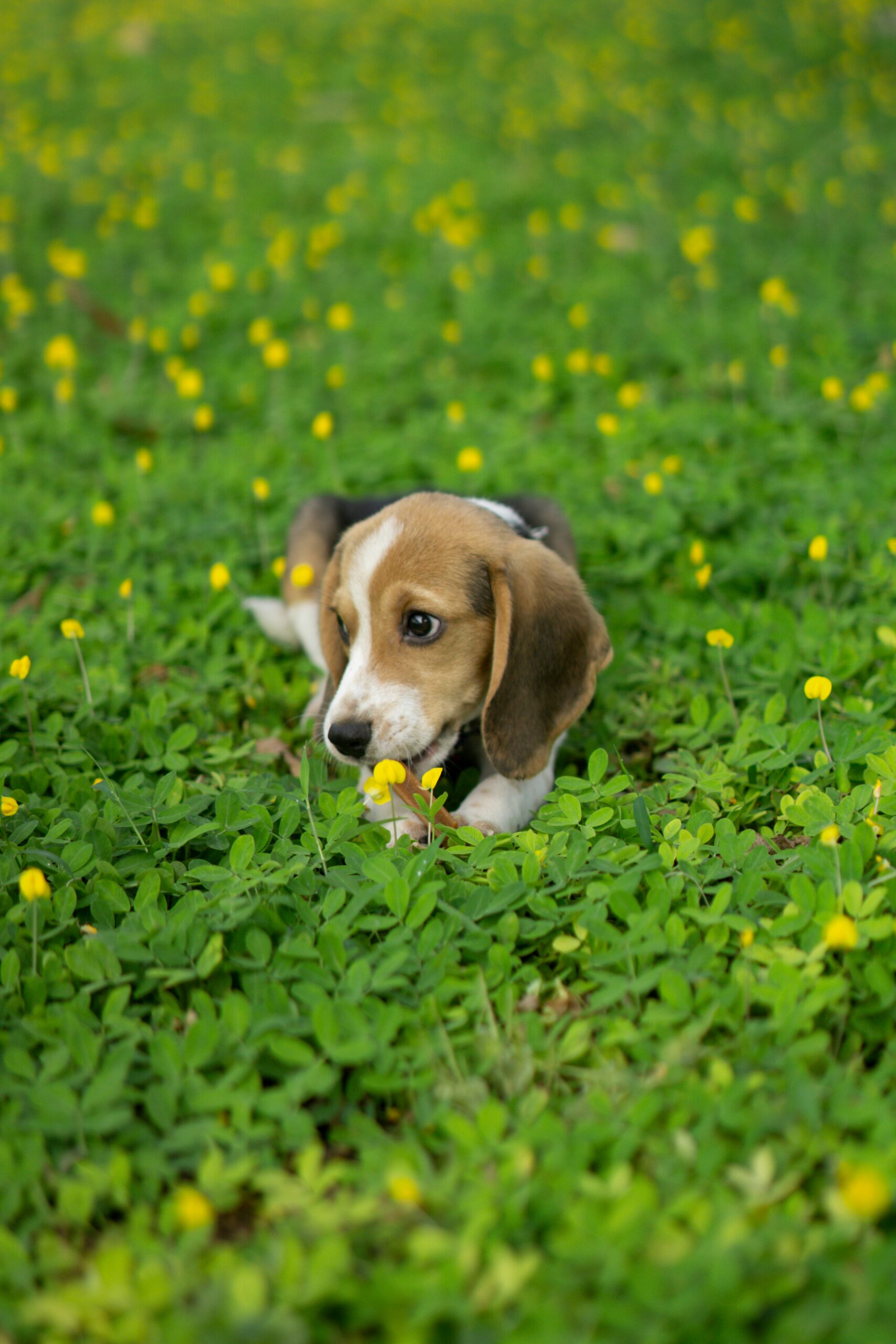 Cuidados com Pets Durante a Primavera do Cerrado