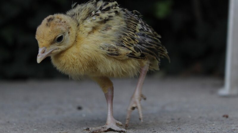 Como Identificar Sinais de Dor em Aves
