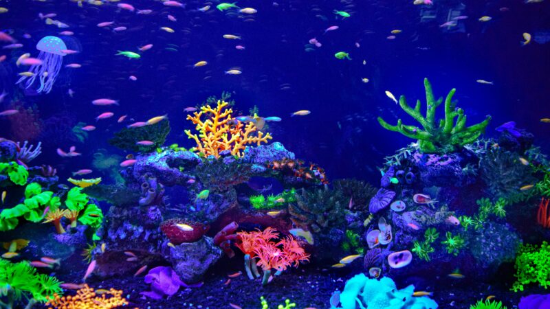 Estratégias para Manter a Higiene de Aquários e Terrários