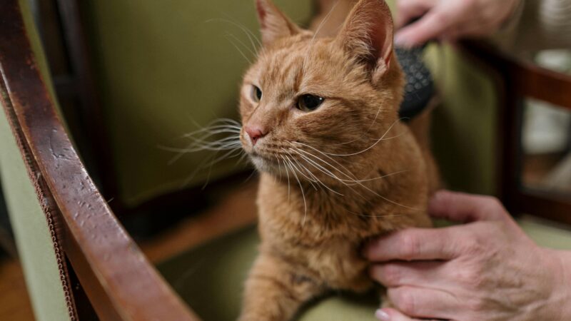 Como proteger seu pet de pulgas e carrapatos durante o calor intenso