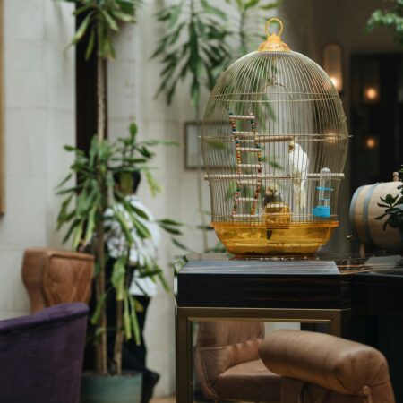 Como Treinar Aves de Forma Divertida e Segura