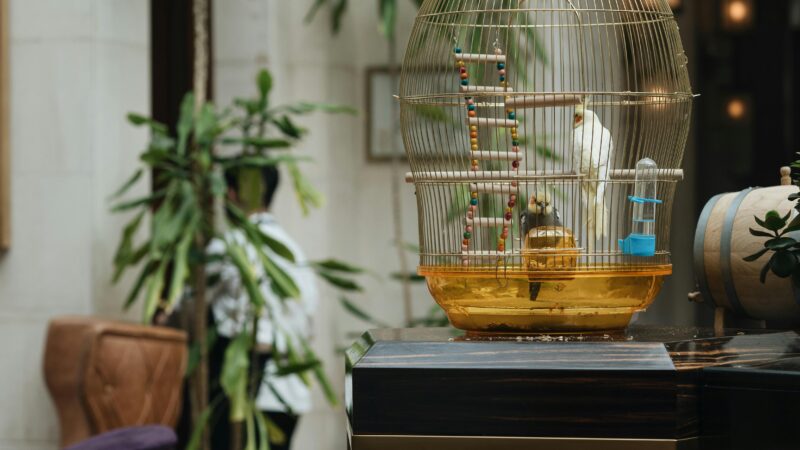 Como Treinar Aves de Forma Divertida e Segura