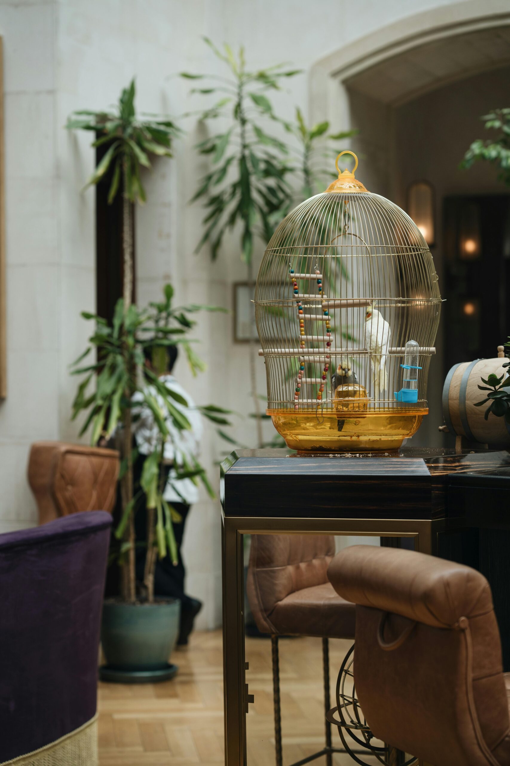 Como Treinar Aves de Forma Divertida e Segura