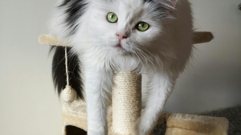 Brincadeiras criativas para estimular gatos dentro de casa