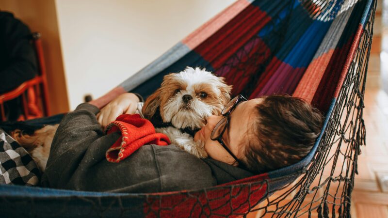 Como Estimular a Inteligência de Cães Adultos