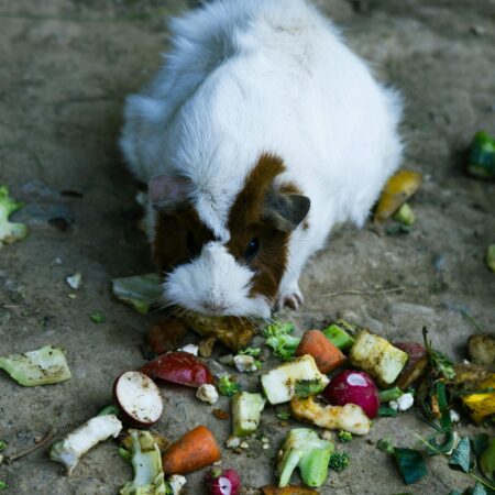 Cuidados alimentares específicos para roedores idosos